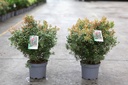 Pieris japonica 'Little Heath' cont. 3L 30-40 cm +ф