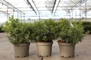 Pieris japonica 'Little Heath' cont. 3L 30-40 cm +f