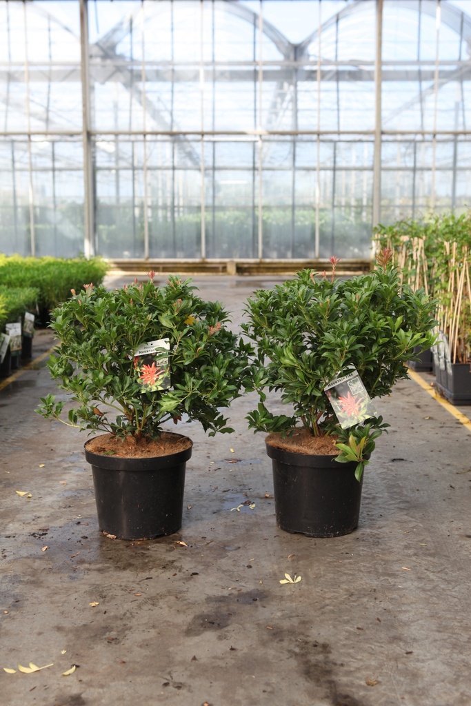 Pieris japonica 'Mountain Fire' cont. 10L 60/+ cm +f