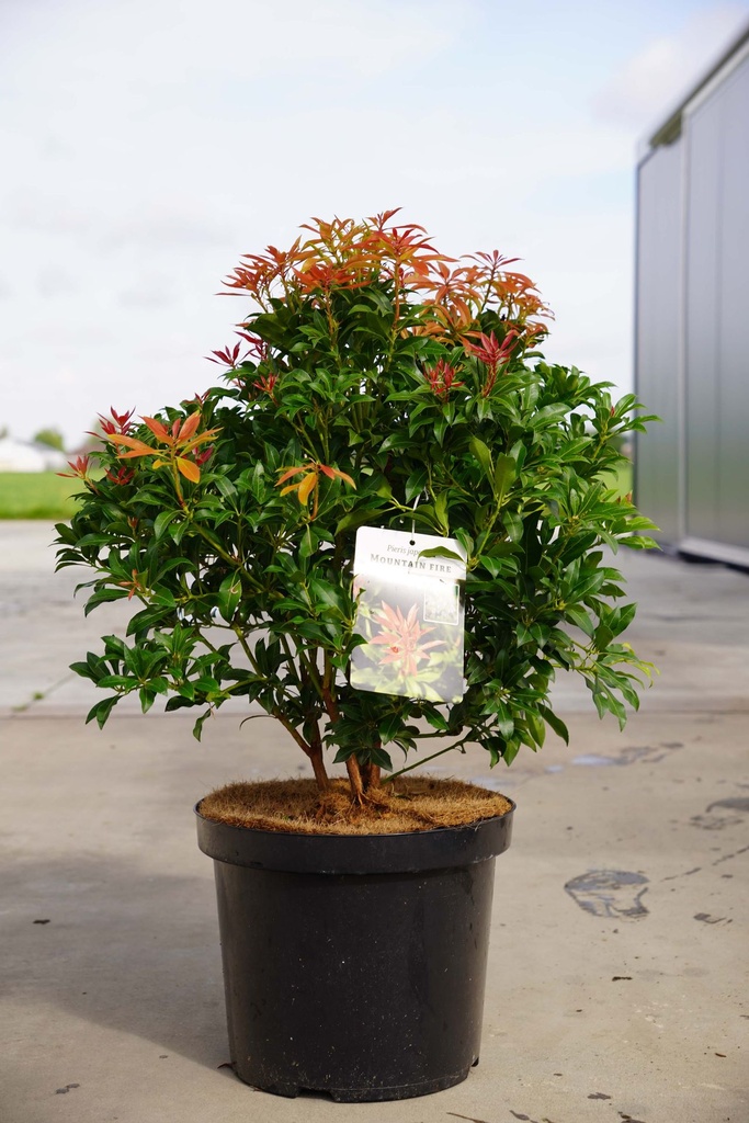 [P] Pieris japonica 'Mountain Fire' cont. 10L 60/+ cm +p