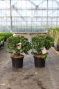 Pieris japonica 'Mountain Fire' cont. 10L 60/+ cm +f