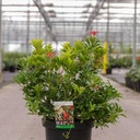 Pieris japonica 'Mountain Fire' cont. 10L 60/+ cm +p