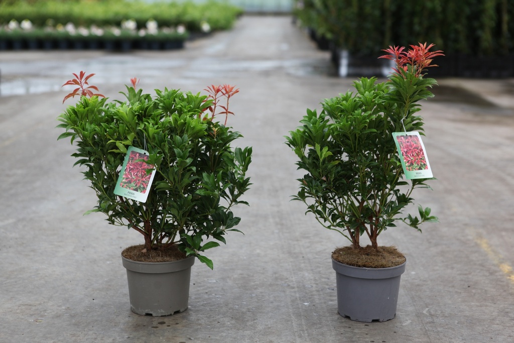 Pieris japonica 'Mountain Fire' Kont. 3L 30-40 cm +B