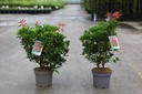 Pieris japonica 'Mountain Fire' Kont. 3L 30-40 cm +B