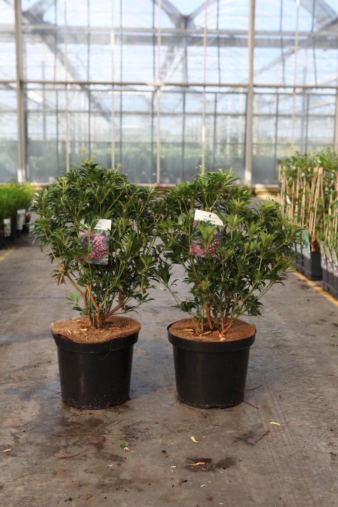 Pieris japonica 'Passion' (PBR) Kont. 10L 50-60 cm +B