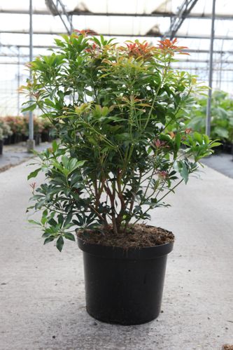 Pieris japonica 'Passion' (PBR) cont. 10L 50-60 cm +ф
