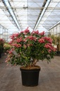 Pieris japonica 'Passion' (PBR) cont. 10L 50-60 cm +B