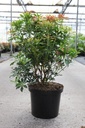 Pieris japonica 'Passion' (PBR) cont. 10L 50-60 cm +p