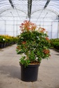Pieris japonica 'Passion' (PBR) poj. 10L 50-60 cm +f