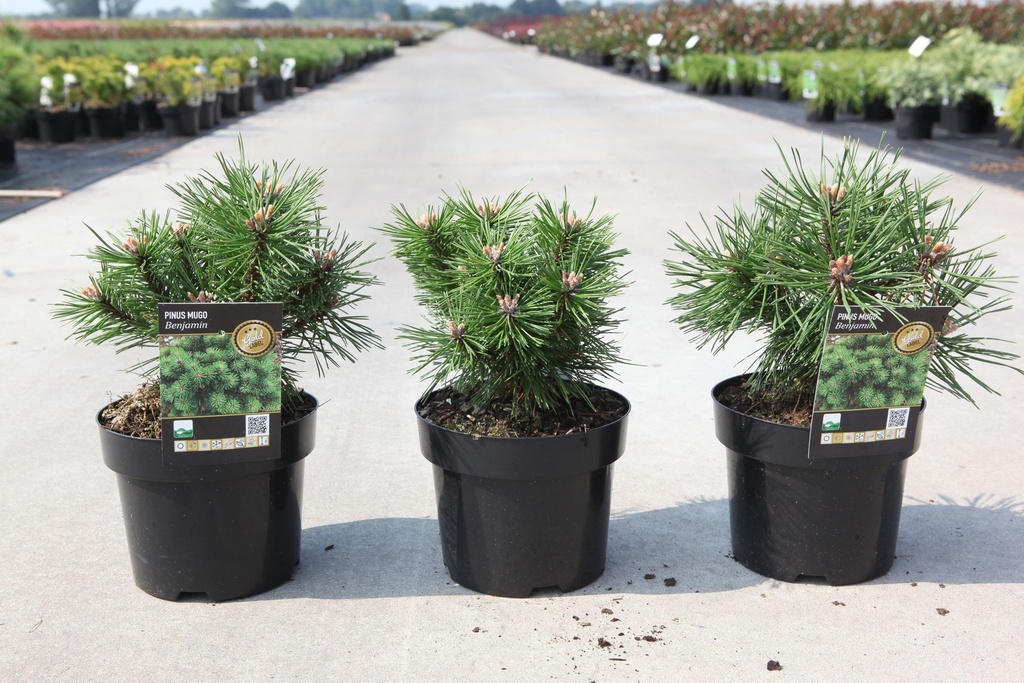 Pinus mugo 'Benjamin' cont. 3L 15-20 cm +f