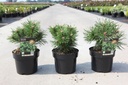 Pinus mugo 'Benjamin' cont. 3L 15-20 cm +p