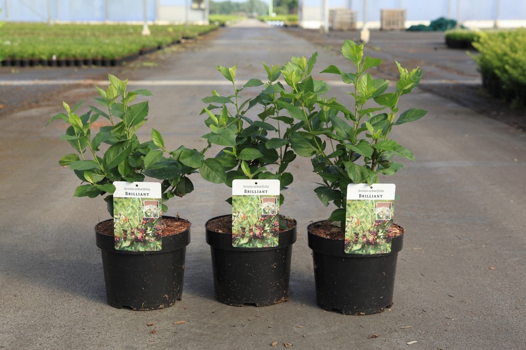[P] Aronia arbutifolia 'Brilliant' cont. 3,6L 50-60 cm +B