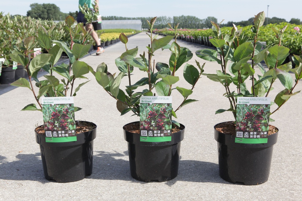Aronia arbutifolia 'Brilliant' cont. 3,6L 50-60 cm +p