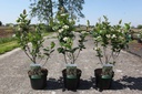 Aronia arbutifolia 'Brilliant' cont. 3,6L 50-60 cm +ф