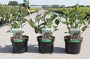 Aronia arbutifolia 'Brilliant' cont. 3,6L 50-60 cm +p