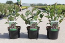 Aronia arbutifolia 'Brilliant' cont. 3,6L 50-60 cm +p