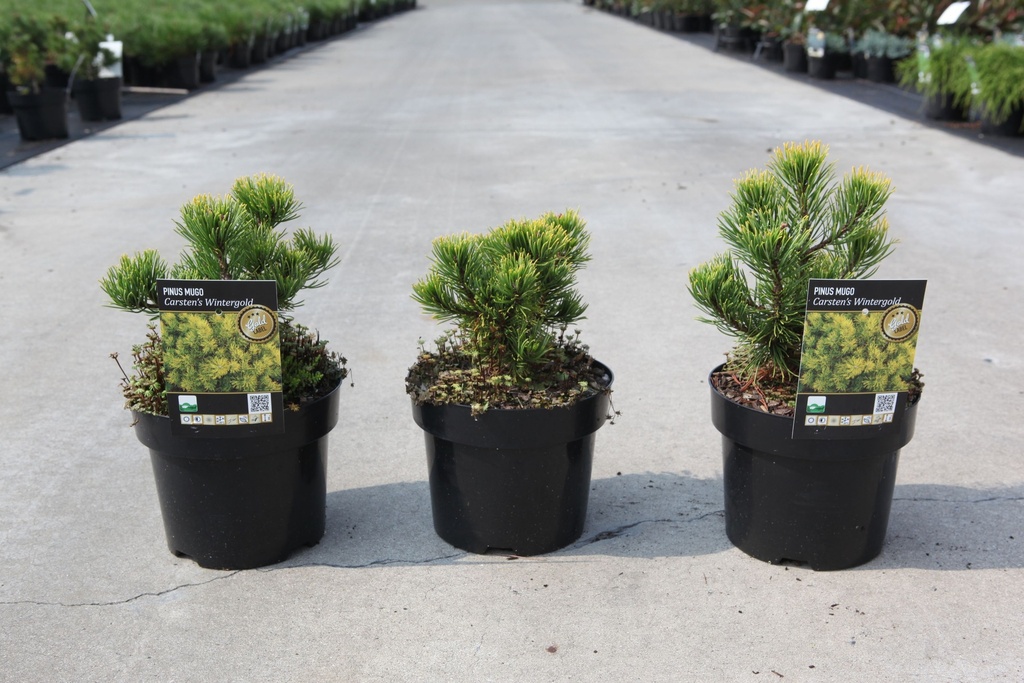 Pinus mugo 'Carstens Wintergold' cont. 3L 15/+ cm +f