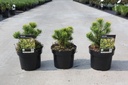 Pinus mugo 'Carstens Wintergold' cont. 3L 15/+ cm +p