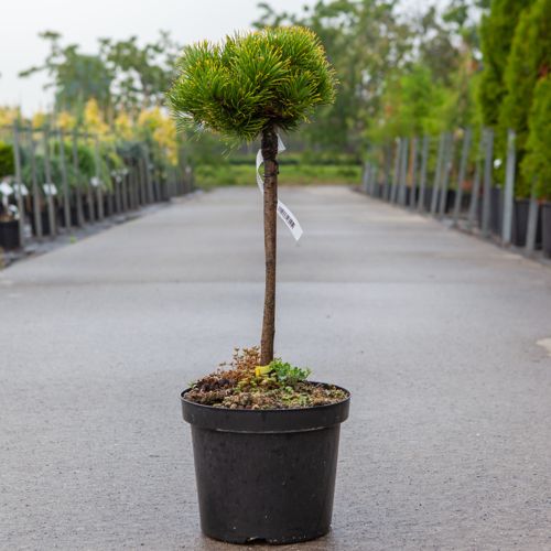 [P] Pinus mugo 'Carstens Wintergold' cont. 7,5L 40 cm tige