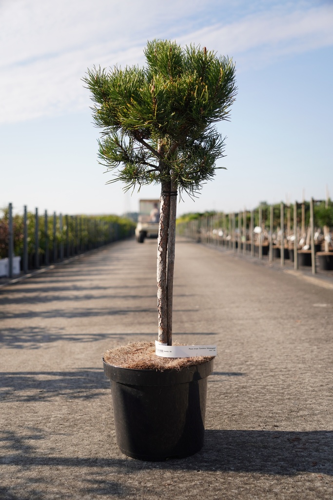 [P] Pinus mugo 'Carstens Wintergold' cont. 7,5L 40 cm tige
