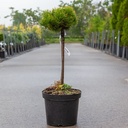 Pinus mugo 'Carstens Wintergold' cont. 7,5L 40 cm standard