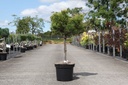 Pinus mugo 'Carstens Wintergold' cont. 7,5L 40 cm standard