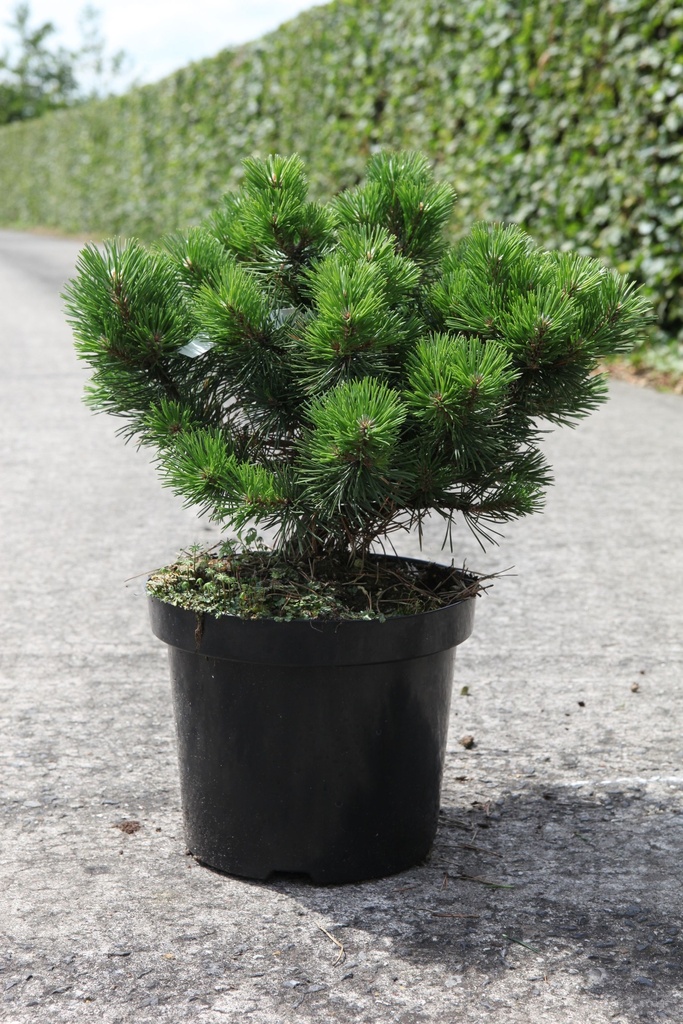 Pinus mugo 'Gnom' cont. 7,5L 30/+ cm