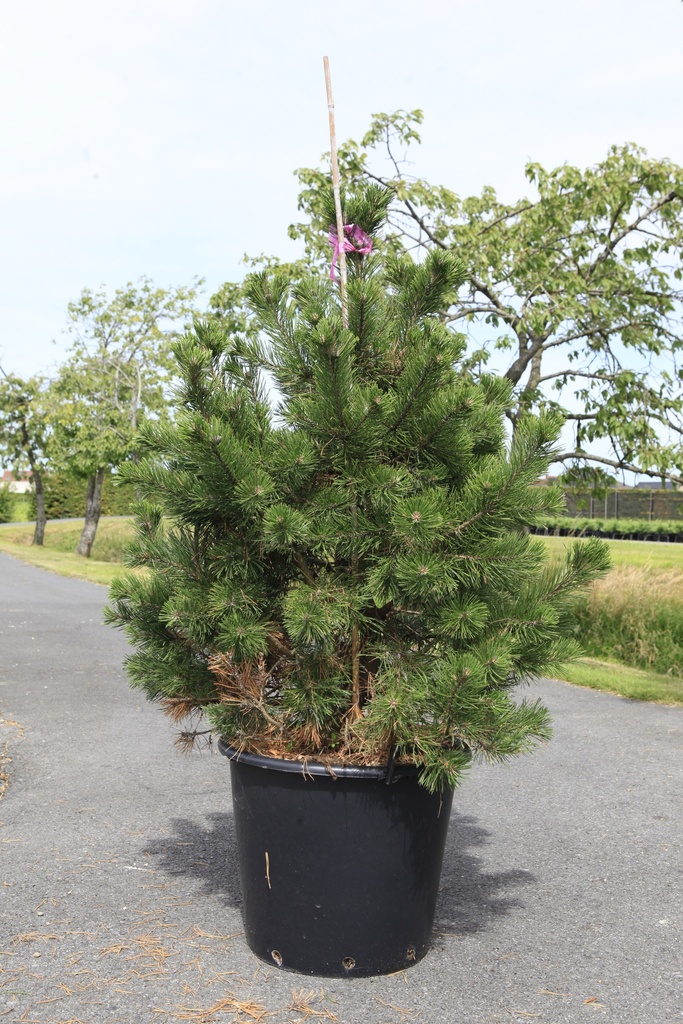 Pinus mugo 'Gnom' cont. 7,5L 30/+ cm