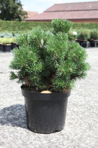 [P] Pinus mugo 'Mops' cont. 7,5L 30/+ cm