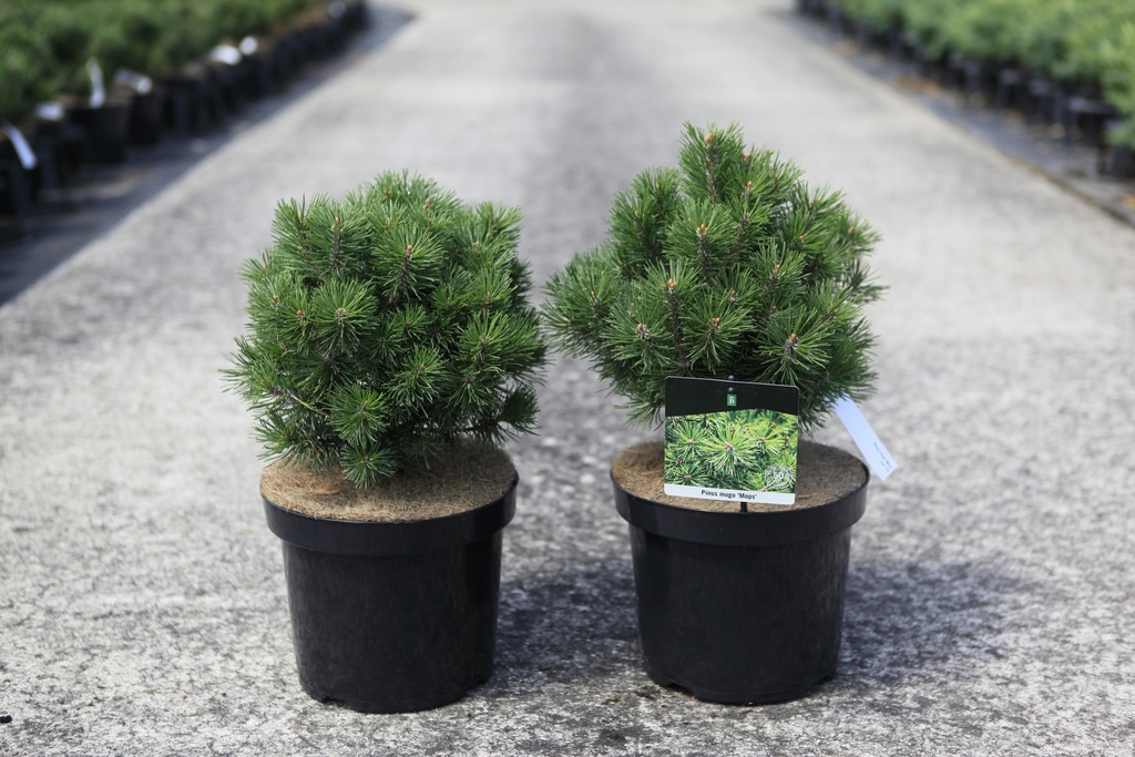 Pinus mugo 'Mops' cont. 7,5L 30/+ cm