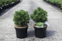 Pinus mugo 'Mops' cont. 7,5L 30/+ cm