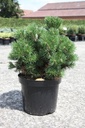 Pinus mugo 'Mops' cont. 7,5L 30/+ cm