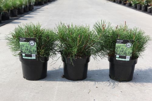 Pinus mugo pumilio cont. 3L 25/+ cm +p