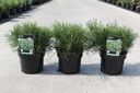 Pinus mugo pumilio cont. 3L 25/+ cm +ф