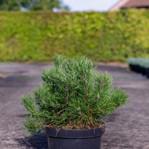[P] Pinus mugo pumilio cont. 7,5L 30-40 cm