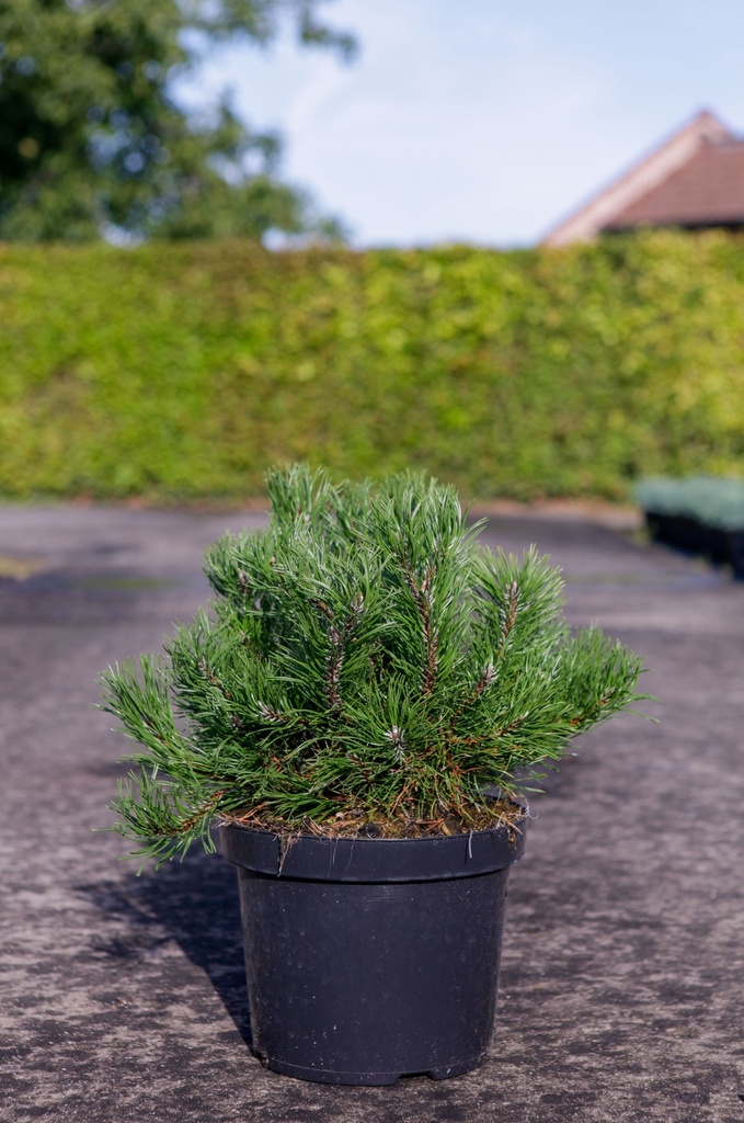 Pinus mugo pumilio cont. 7,5L 30-40 cm