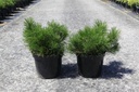 Pinus mugo pumilio Kont. 7,5L 30-40 cm
