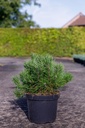 Pinus mugo pumilio cont. 7,5L 30-40 cm