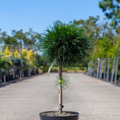 [P] Pinus mugo 'Varella' cont. 7,5L 40 cm Stamm