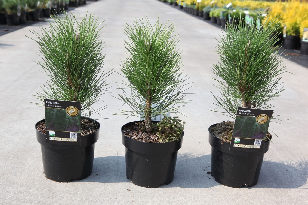 Pinus nigra 'Green Tower' cont. 3L 25-30 cm +f