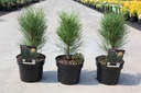 Pinus nigra 'Green Tower' cont. 3L 25-30 cm +p