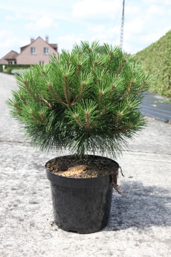 Pinus nigra 'Pierrick Brégeon' cont. 10L 40/+ cm