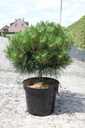 Pinus nigra 'Pierrick Brégeon' cont. 10L 40/+ cm