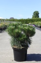 Pinus nigra 'Pierrick Brégeon' cont. 10L 40/+ cm