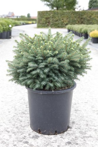 Picea omorika 'Karel' cont. 15L 40-50 cm
