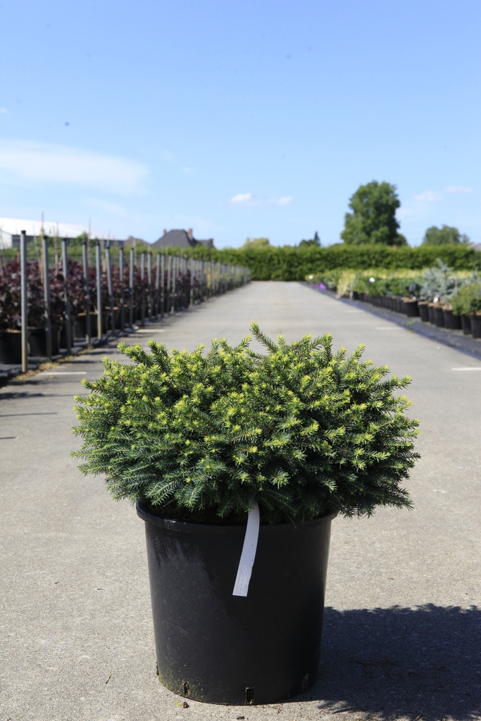 [P] Picea omorika 'Karel' cont. 15L 40-50 cm