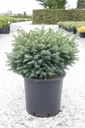 Picea omorika 'Karel' cont. 15L 40-50 cm