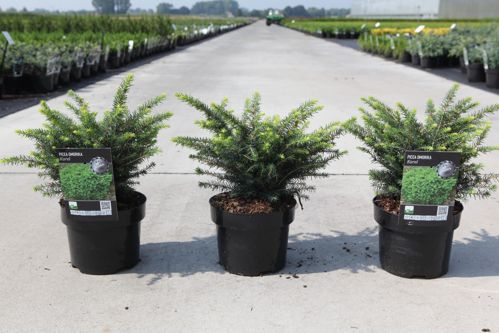 [P] Picea omorika 'Karel' cont. 2L 20-25 cm +B