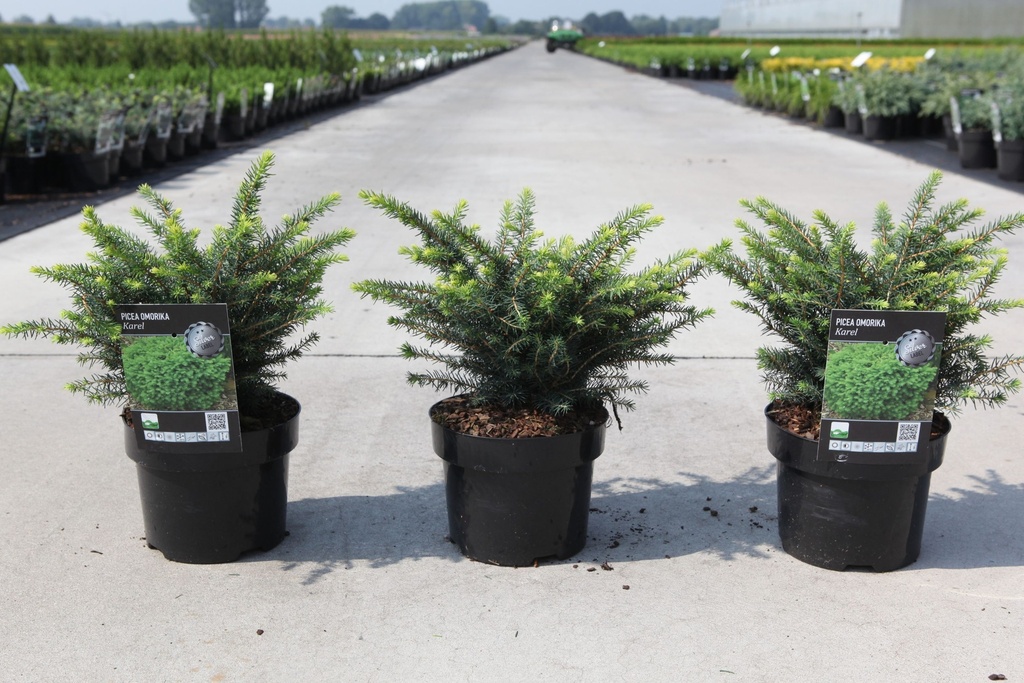 Picea omorika 'Karel' cont. 2L 20-25 cm +p