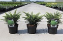 Picea omorika 'Karel' cont. 2L 20-25 cm +p